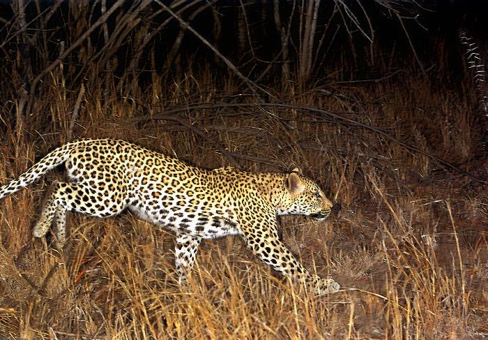 p-wc04-Leopard-running at night.jpg