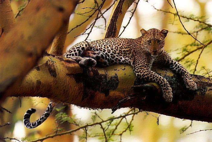 p-wc42-Leopard-resting on tree.jpg