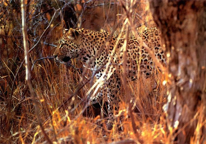 p-wc46-African Leopard-in bush.jpg