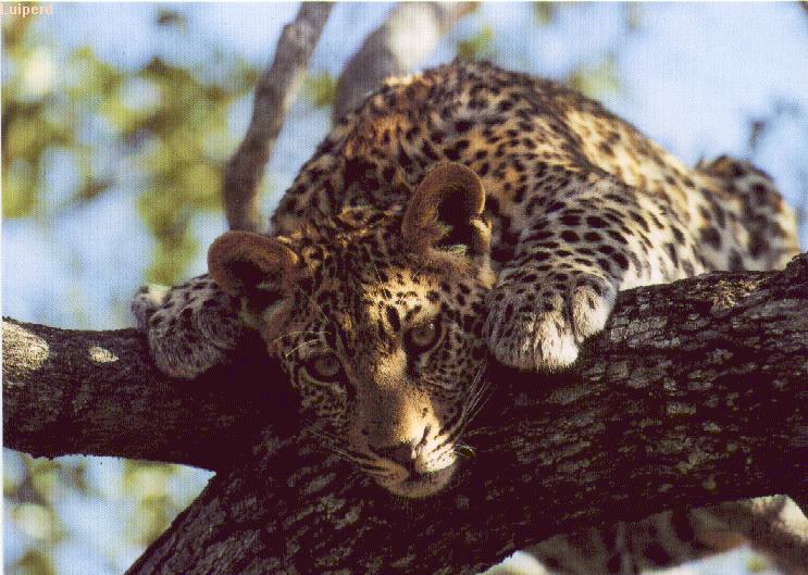 safric02-Leopard-stalking on tree-closeup.jpg