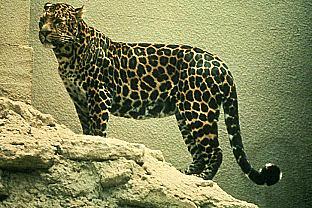 SDZ 0033-Leopard-Standing-On Rock.jpg