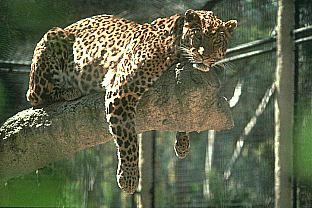 SDZ 0034-Leopard-Relaxing-On Tree.jpg