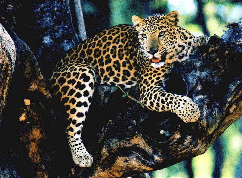 WildLife016-Leopard Relaxing on tree.jpg
