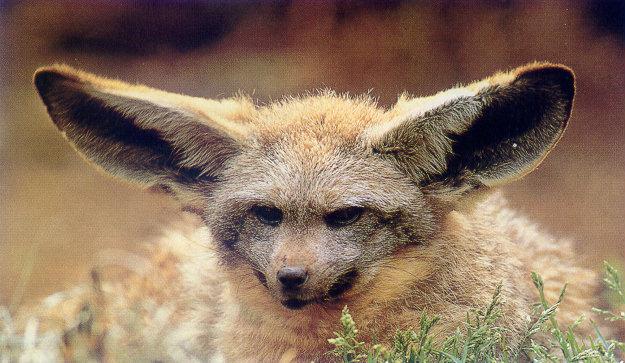 lj Bat Eared Fox.jpg