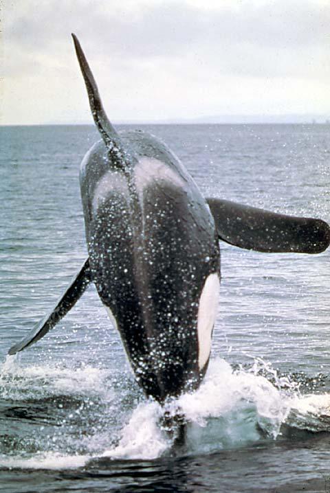 101-Orca-jumping.jpg