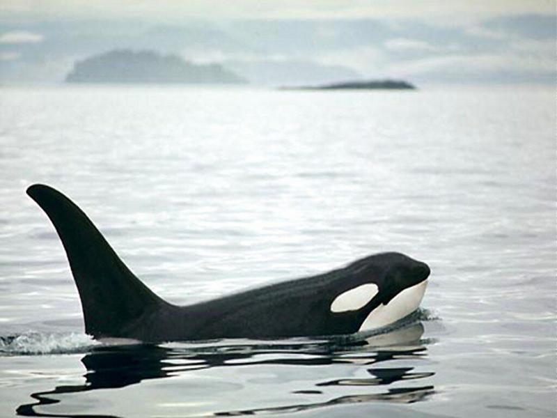 103 res1024-Orca-swimms.jpg