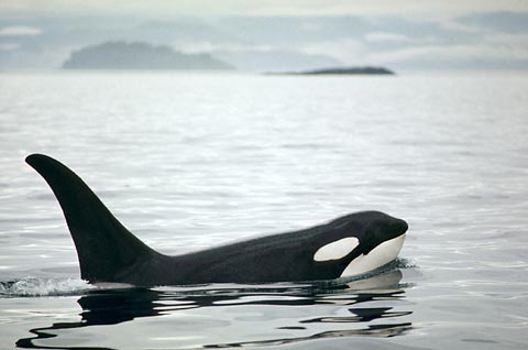 103-Killer Whale-swimming.jpg