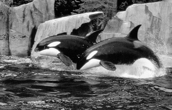 Killer Whales-Jump to Fly.jpg