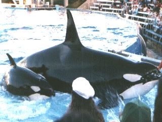 Killer Whale-orca-anim056.jpg