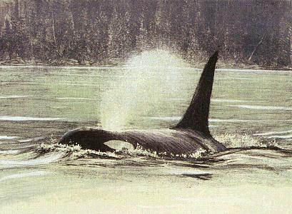 fporca-Killer whale-breathing fountain.jpg