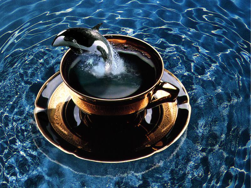 Free Willy-Orca-Killer Whale-Jumping out of Coffe Cup.jpg