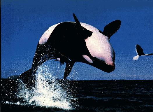 Killer Whale ORCA 17.JPG