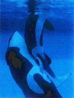 Killer Whales-Free Willy.jpg
