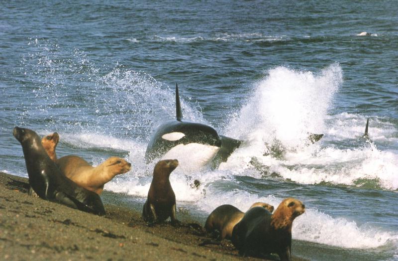 orca3a-with Fur Seals.jpg