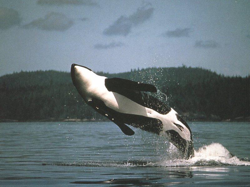 orca6-Killer Whale-breeching.jpg