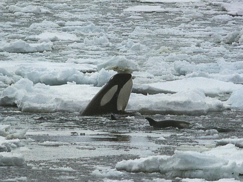 orca8-Killer Whale mom and baby-in ice sea.jpg