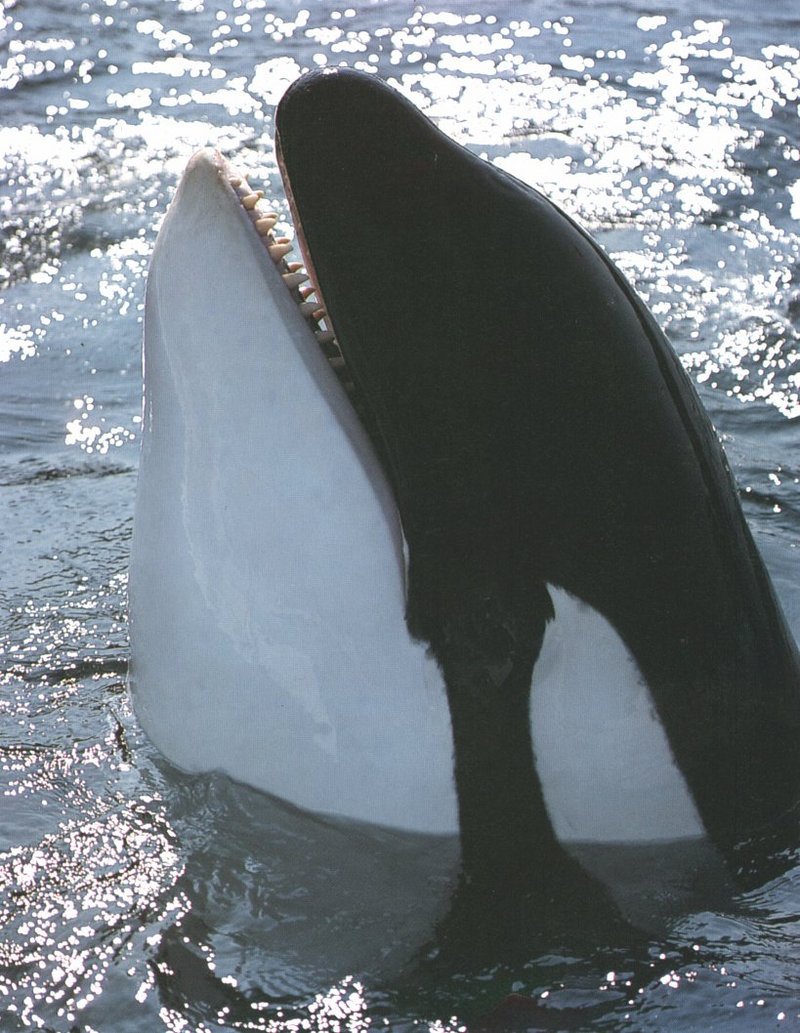 orca9-Killer Whale-head out of water.jpg