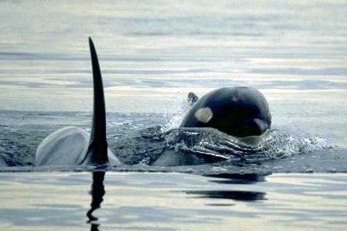 orca9-Killer Whales.jpg