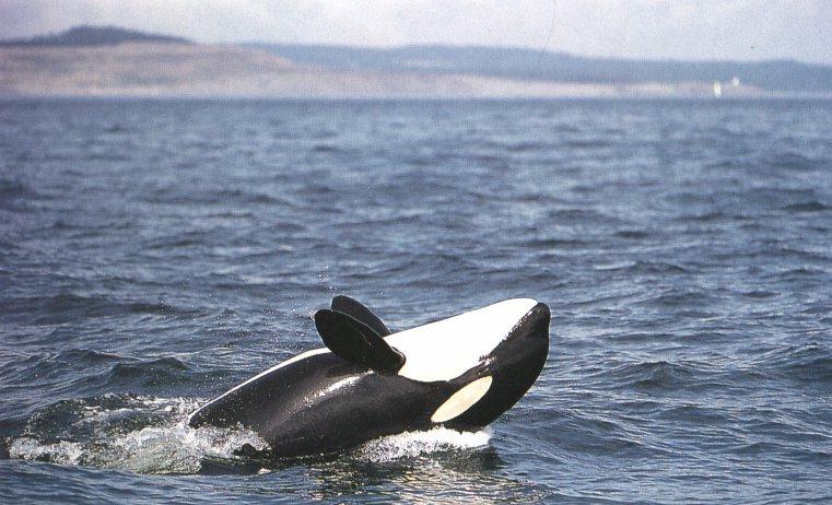 orca13.jpg