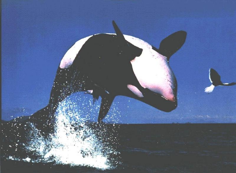 orca100-Killer Whale back jumping.jpg