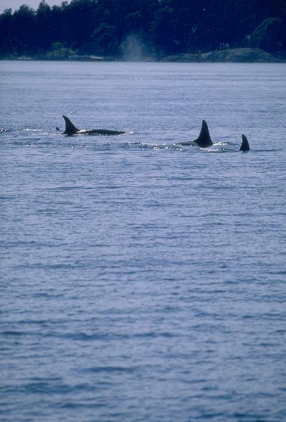 orca-3 Killer Whales-15530048.jpg
