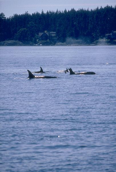 orca-Killer Whales-15530051.jpg