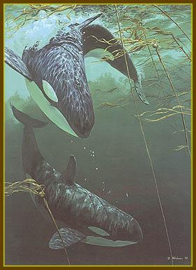 Playing In The Kelp-2 orcas-painting.jpg