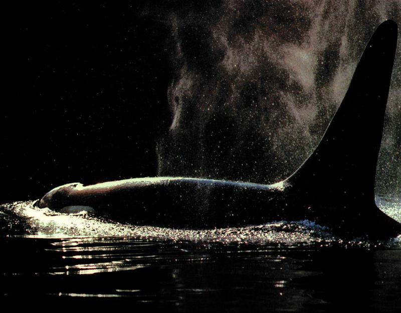 WD94 orca1-Killer Whale breathing fountain.jpg