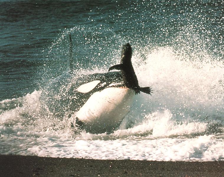 WE0698Orca-1 Killer Whale hunting fur seal on beach.jpg