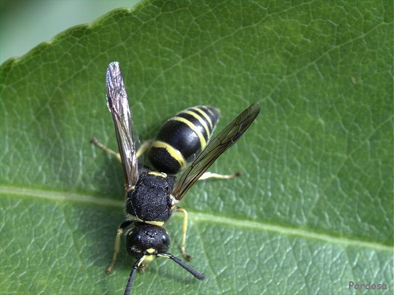 Wasp 1-sitting on leaf-closeup.jpg