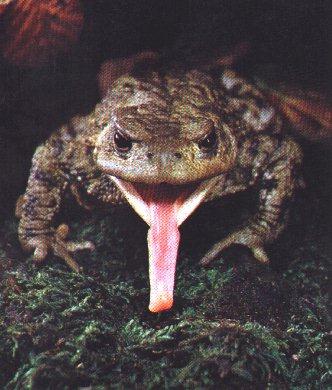 frog-hunting-Long Tongue.jpg
