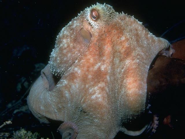 ce-s095245-octopus.jpg