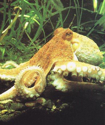 Octopus Brwon-Crawling.jpg