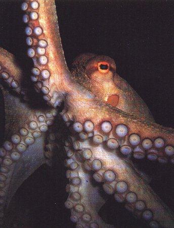 welcome2-Octopus-Bottom Closeup.jpg