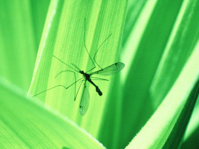 aci50011-Mosquito.jpg