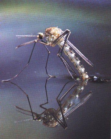 Insect-Mosquito-Water Mirror.jpg