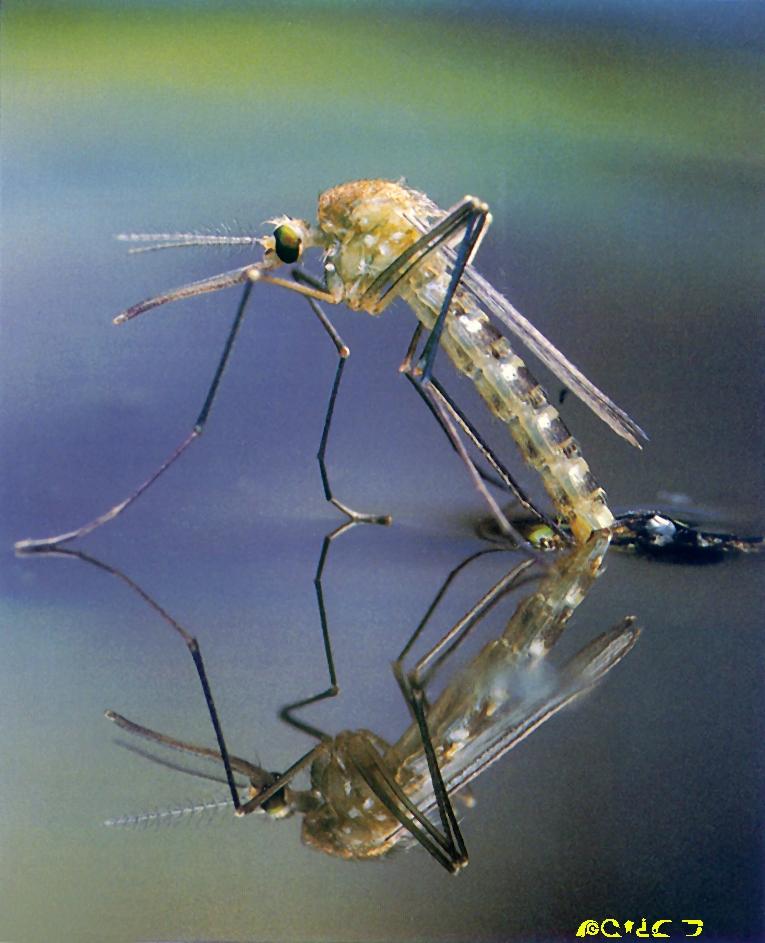 Mosquito-laying eggs into water-mirror.jpg