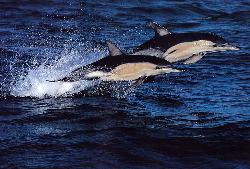 animal04-Common Dolphins-pair in flight.jpg