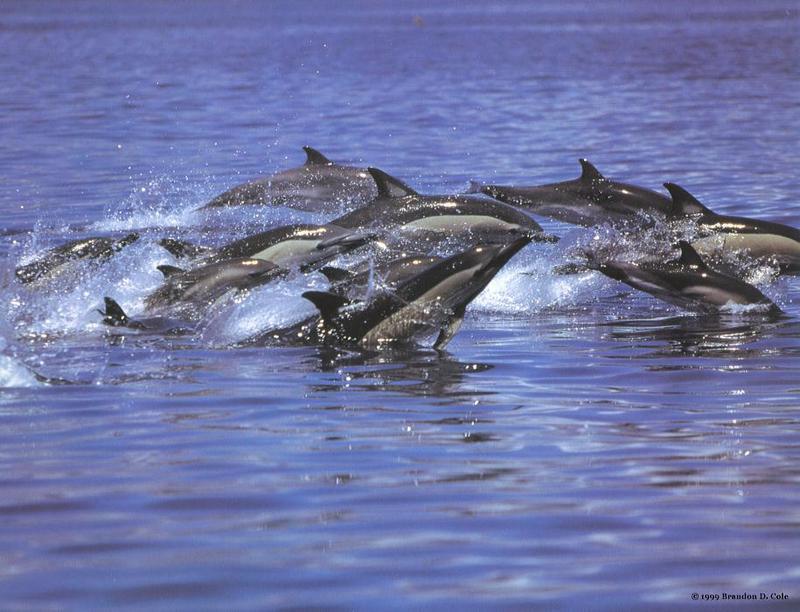 common dolphins leaping.jpg