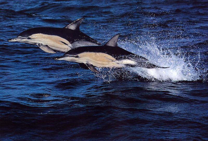 Common Dolphins-pair in flight on sea surface.jpg