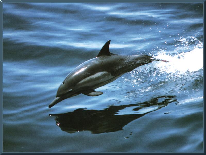 Common Dolphin 01-In Flight.jpg