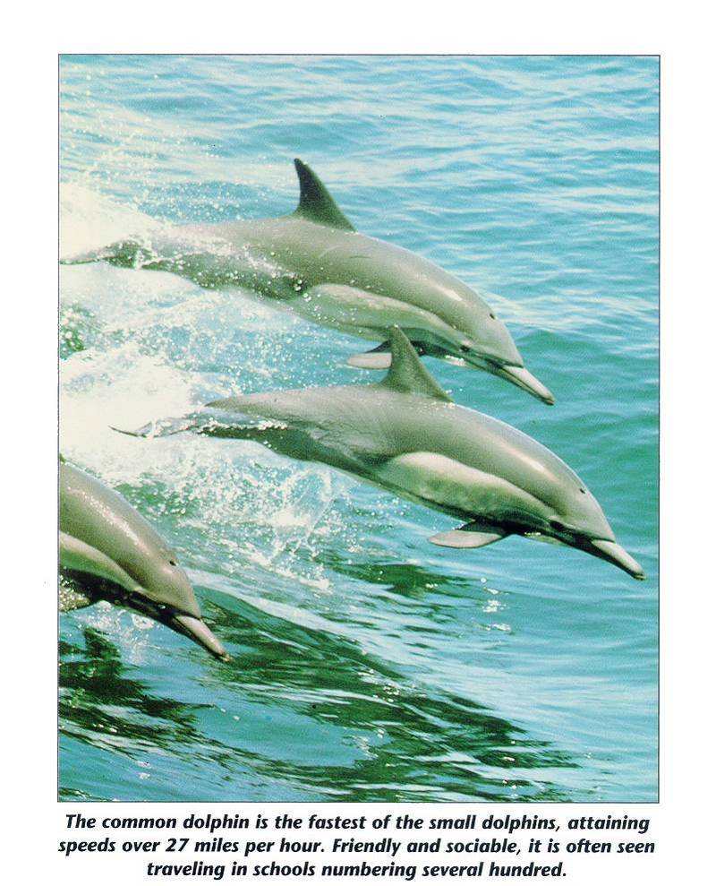 mammal09-Common Dolphins-in flight.jpg