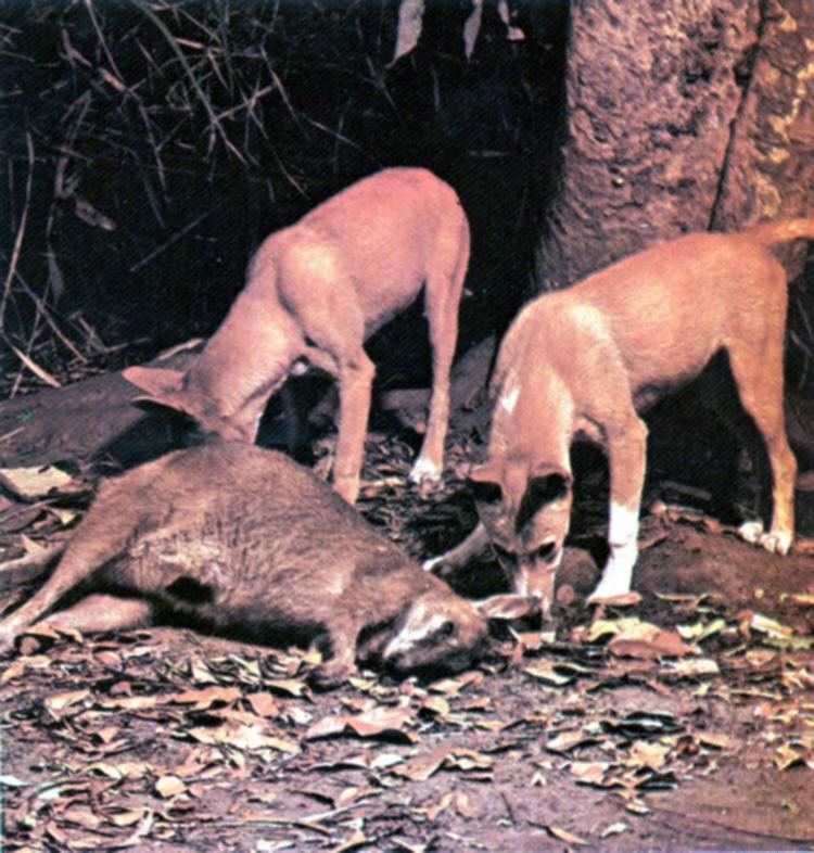 ausie pt3-Dingos-Hunted a kangaroo.jpg