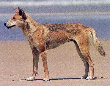 lj Australian Dingo.jpg
