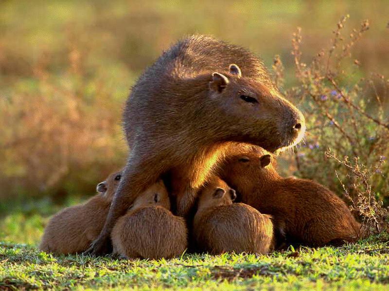 BABY16-Capybaras-mom nursing babies on grass.jpg
