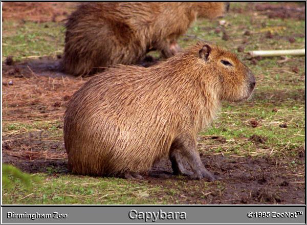 capybara Birmingham Zoo.jpg