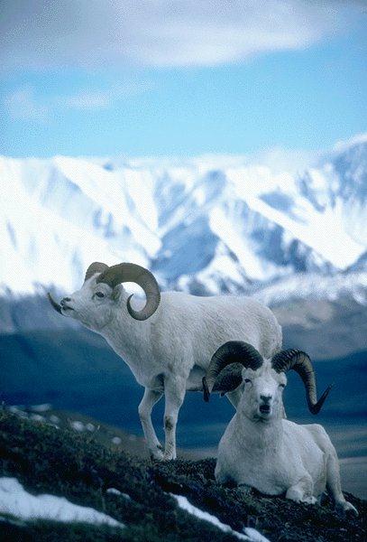 2 Dall Sheeps-Rock Snow.jpg