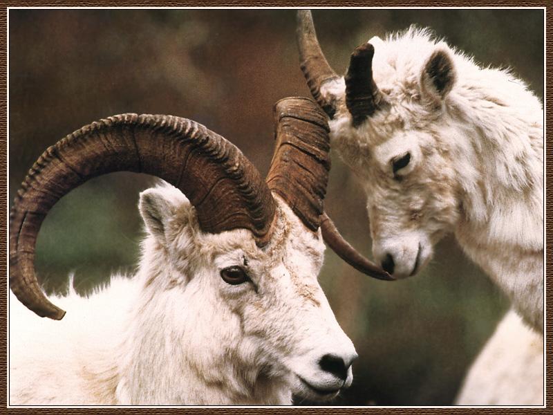 Dall Sheep 02-two Rams-Closeup.jpg