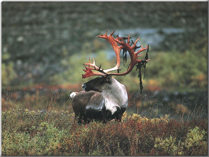 Caribou 29-Standing in bush-Newly formed horns.JPG