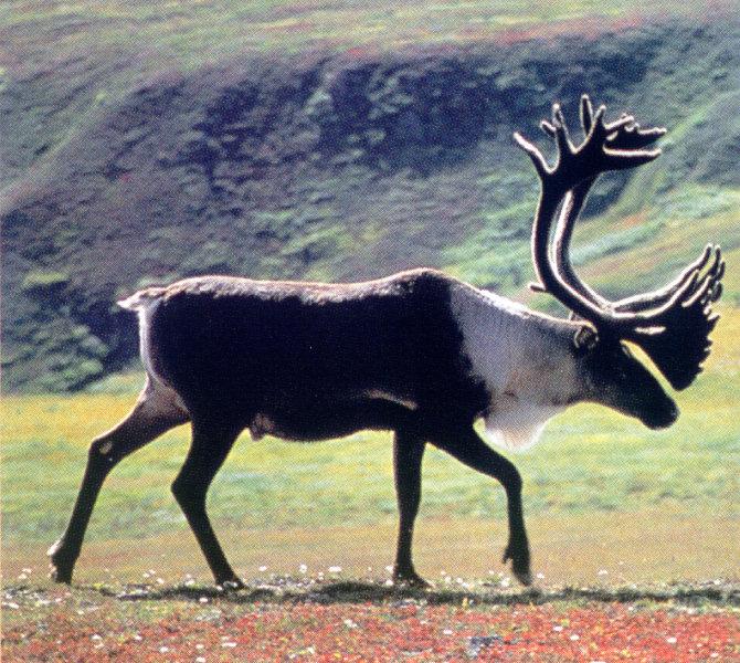 lj Bull Caribou-Denali NP.jpg